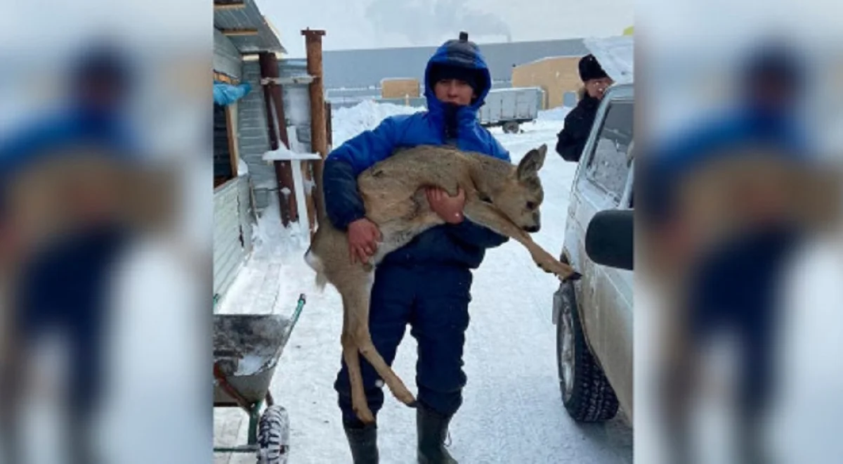 Косулю обнаружили в Нур-Султане