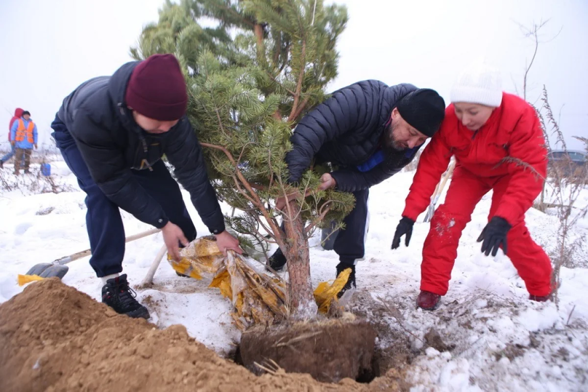 В рамках акции #JasylAlmaty будет высажено порядка 330 тысяч зеленых насаждений