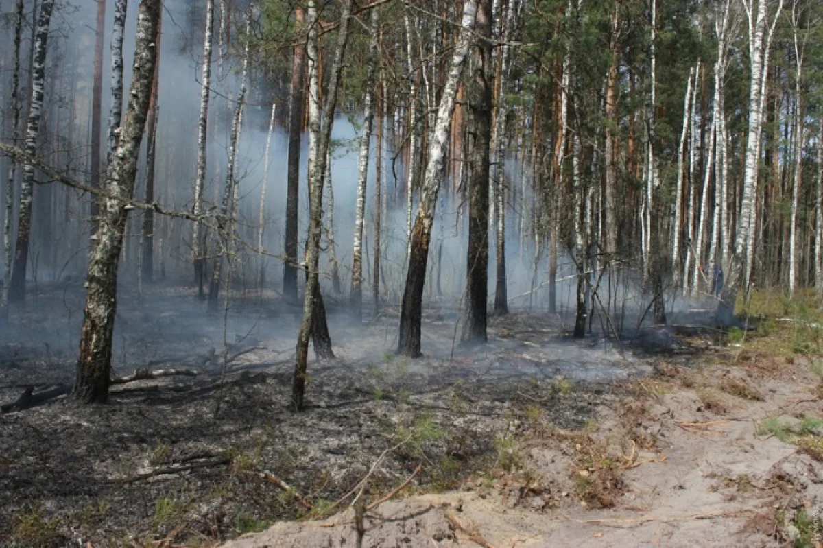 Чернобыль АЭС-і аймағындағы орман өрті сөндірілді