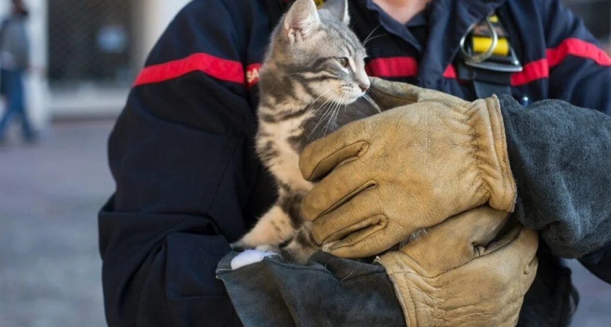 иллюстрированное фото: shutterstock.com