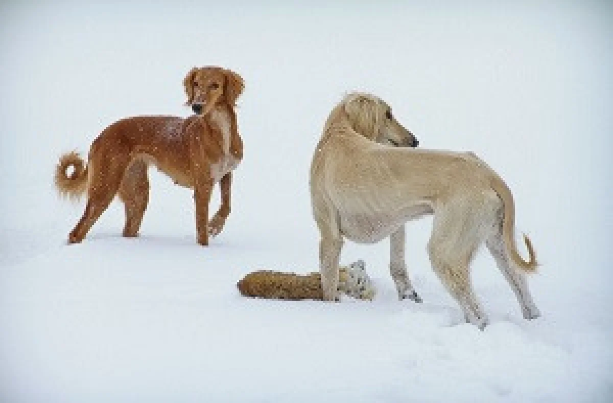 фото:www.voxpopuli.kz