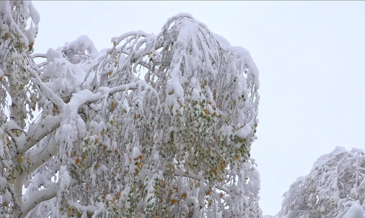 Almaty.tv