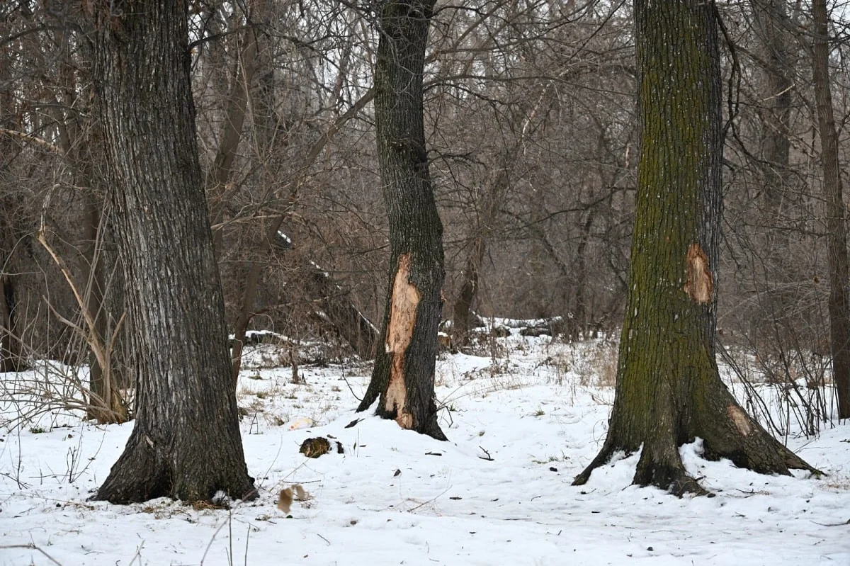 Алматы әкімдігінің баспасөз қызметі 