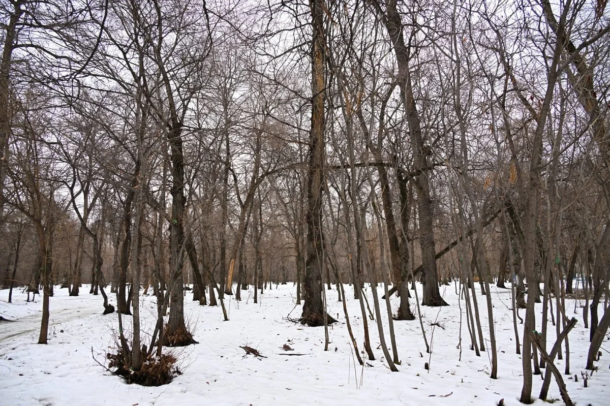 Алматы әкімдігінің баспасөз қызметі 