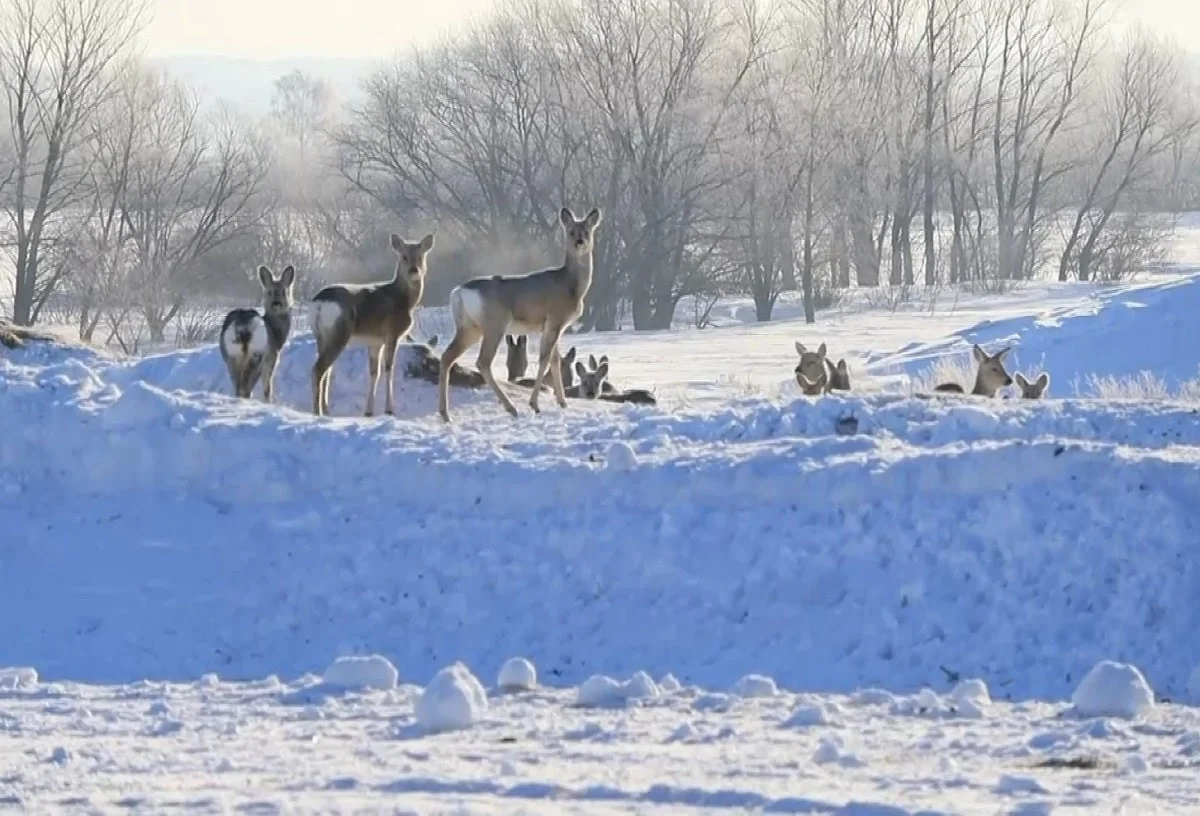 Фото: Almaty.tv