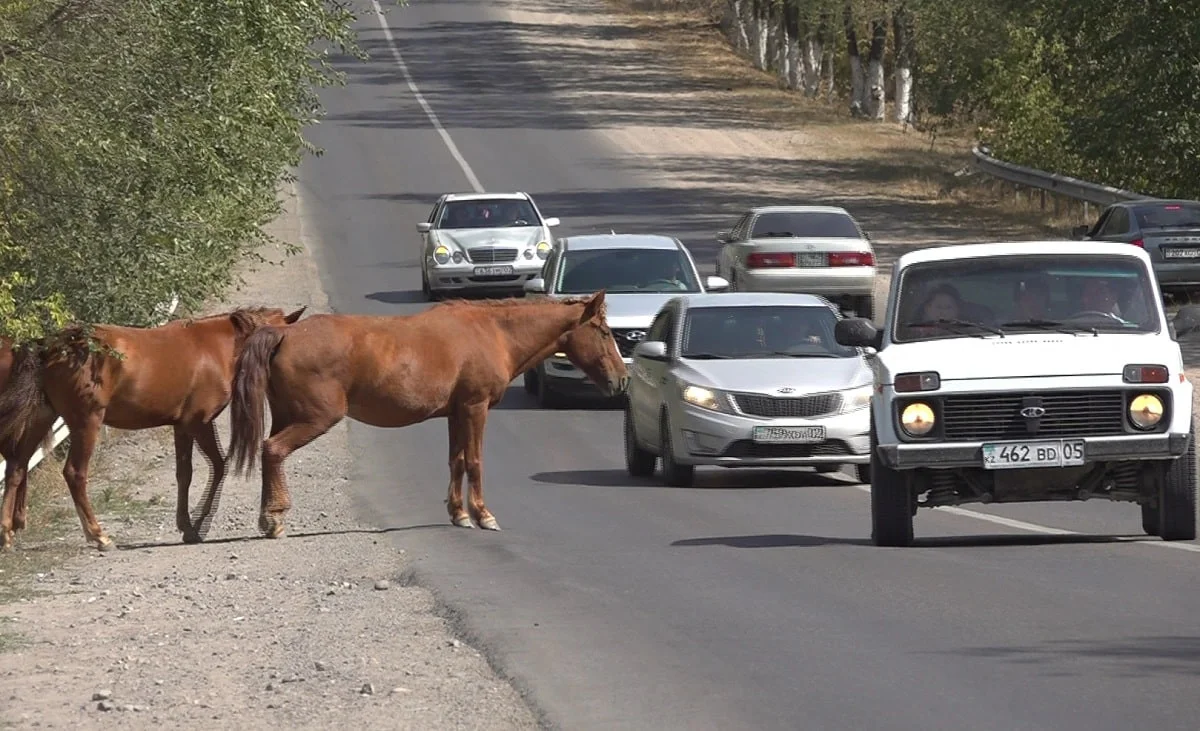 Almaty.tv