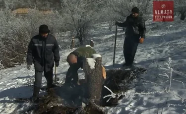 В Алматы вырубают сад с легендарным апортом