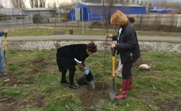 В Алматы начали возрождать знаменитый апорт