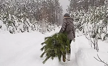 В ВКО женщину осудили за спиленную перед Новым годом ель