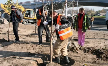 Более 12 000 деревьев посадят в Алматы в 2019 году