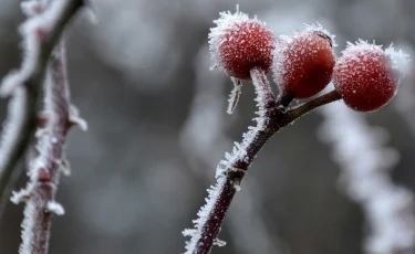 16-18 сәуір аралығында еліміздің басым бөлігінде аяз болады