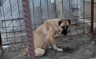 Хатико из Атырау: собака неделю ждала хозяев в степи