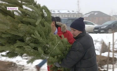 Алматинцы в новогодние выходные сажали сосны