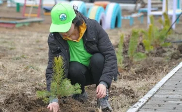 В Павлодаре проводят акцию "Подари дерево городу"