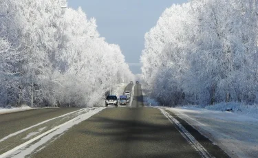 Пастух с отарой и лошадью попали в ДТП