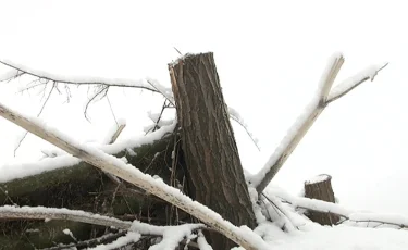 В Алматы незаконно вырубили 11 тысяч деревьев 