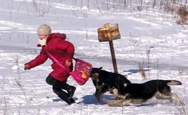 Бродячая собака напала на семилетнюю девочку