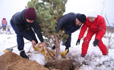 В рамках акции #JasylAlmaty будет высажено порядка 330 тысяч зеленых насаждений