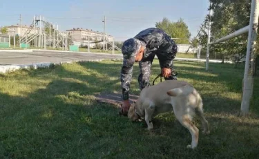 Алматы полициясы одорологияның көмегімен 14 қылмыс ашқан