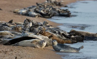 Мертвых тюленей обнаружили на берегу Каспийского моря