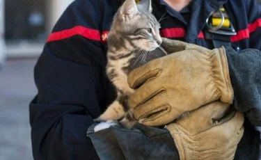 Кошку спасли от гибели пожарные Алматы