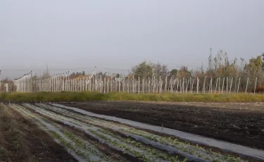 Большой шаг вперед: в Алматинской области открылась первая в стране "умная" теплица 