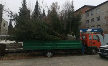 Готовились к Новому году: 4 жителя столицы незаконно выкопали более 30 елей в ВКО