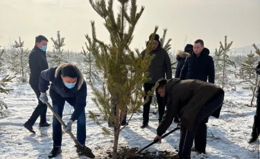 Алматыда Жаңа жылдың алғашқы күні 40-қа жуық қарағай ағашы отырғызылды