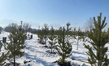 В Алматы началась весенняя посадка зеленых насаждений