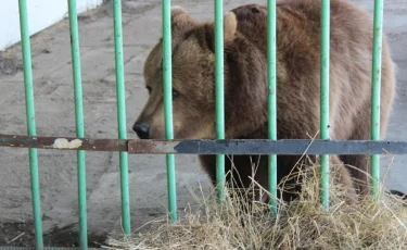 Аю баланы тістеп алды: демалыс орнының иесі 18,5 миллион теңге өтемақы төлейді