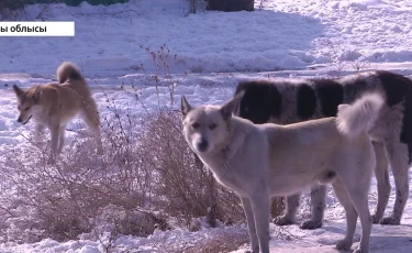 Бродячие собаки загрызли несколько овец в Алматинской области