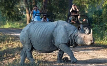 Опасное сафари: носороги едва не убили туристов в Индии