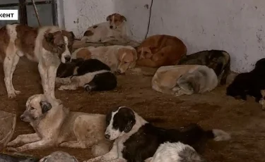 В Шымкенте бездомных собак содержат в жутких условиях