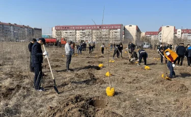 Более 10 тысяч деревьев высадят в Алматы весной