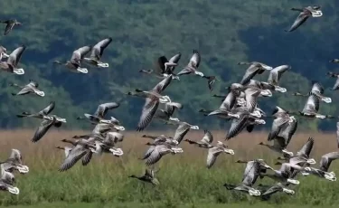 Жаһандық климаттың жылынуы құстардың ұшу бағыты мен мерзімін өзгертіп жатыр