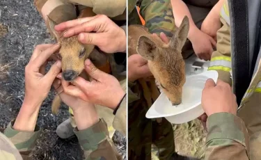 Астаналық өрт сөндірушілер өрт ортасында қалған киіктің лағын құтқарып қалды