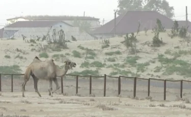 Кочующие барханы: несколько районов Атырау накрыло песком