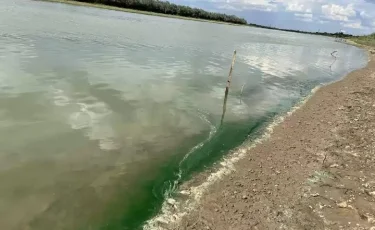 В новом цвете: вода в реке Урал позеленела