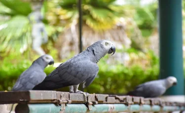 В британском зоопарке африканских попугаев решили отучить ругаться матом