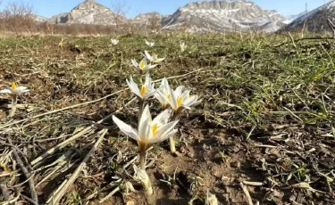 В Туркестанской области зацвели подснежники