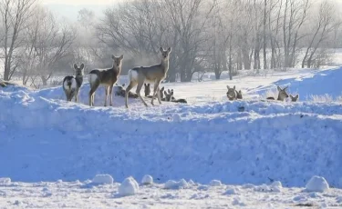 СҚО-да көрші елден ауып келген еліктер саны көбейді