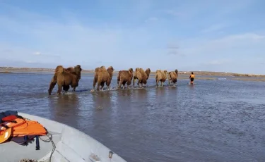 Паводки - 2024: в Акмолинской области спасли из водного плена верблюдов (видео)