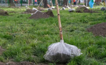 Алматы – наш общий дом: в мегаполисе продлевается акция «Зеленый двор»