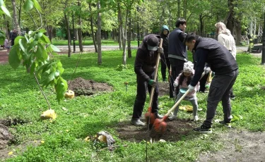 Алматы – город-сад: сотни плодовых деревьев появились в Алмалинском районе