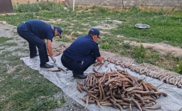 Жетісуда ақбөкен мүйізін заңсыз сақтағандар ұсталды 