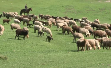 Жайылым жоқ: Жамбыл облысындағы 14 әкімдік қызметкері жауапқа тартылды