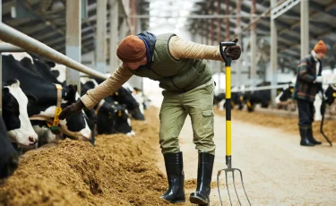 В СКО зафиксировали вспышку бруцеллеза