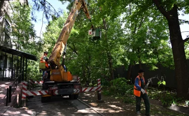 В мегаполисе проведут санобрезку 6 тысяч деревьев в рамках акции «Алматы Жазы»