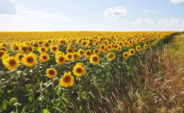 Жара до +40°C,  дождь, гроза, ветер: прогноз погоды на 2 августа