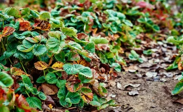 Алдағы күндері кей өңірде қар аралас жаңбыр жаууы мүмкін